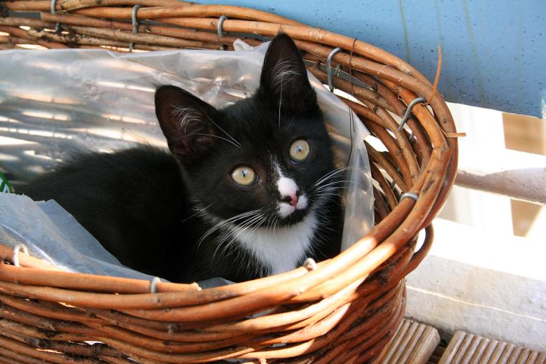 Free stock image of Black cat created by damien van holten
