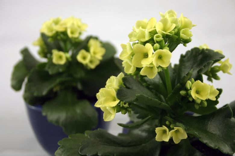 Free stock image of Yellow flowers created by Bjorgvin