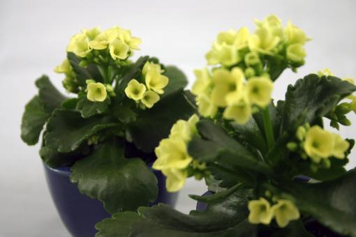 Free Stock Photo of Yellow flowers