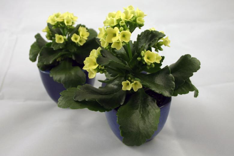 Free stock image of Two yellow flowers created by Bjorgvin