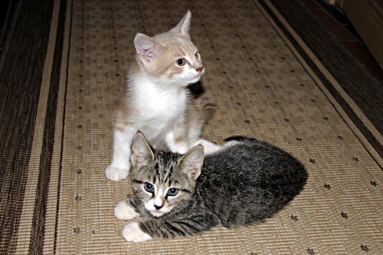 Free stock image of Two kittens created by Bjorgvin