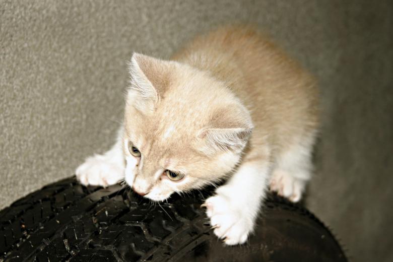 Free stock image of Orange kitten created by Bjorgvin