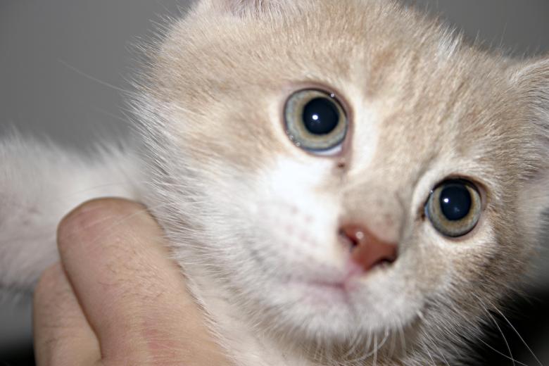 Free stock image of Kitten closeup created by Bjorgvin