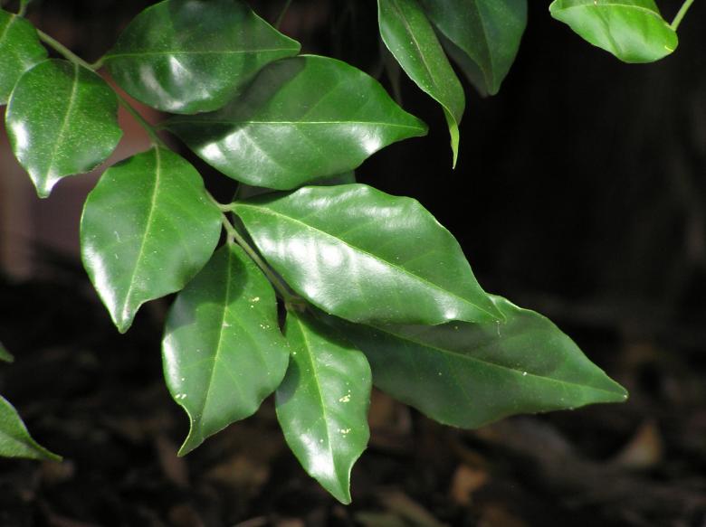 Free stock image of Green leafs created by Osama Hasan Khan