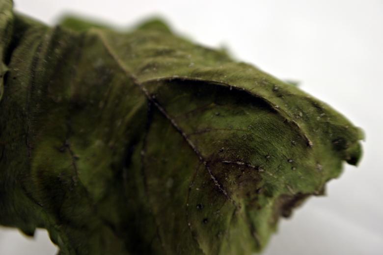 Free stock image of Dark dead leaf created by Bjorgvin