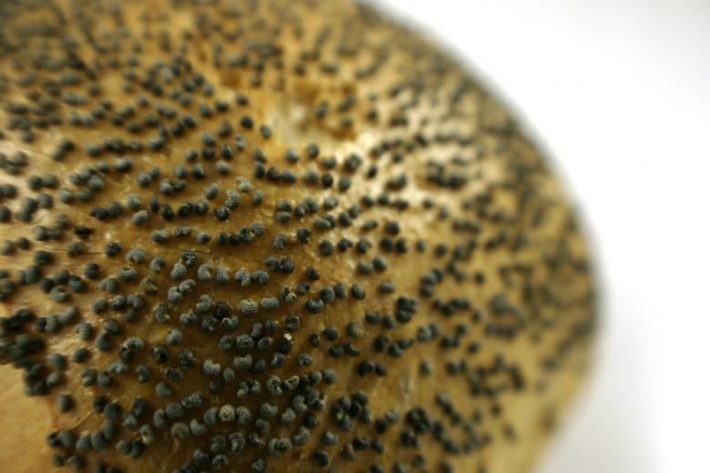 Free stock image of Bread Roll created by Bjorgvin