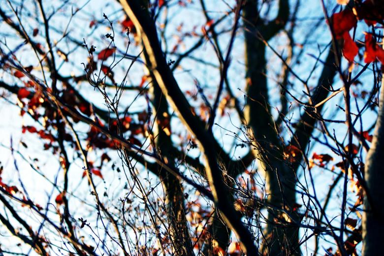 Free stock image of Trees in the fall created by AD