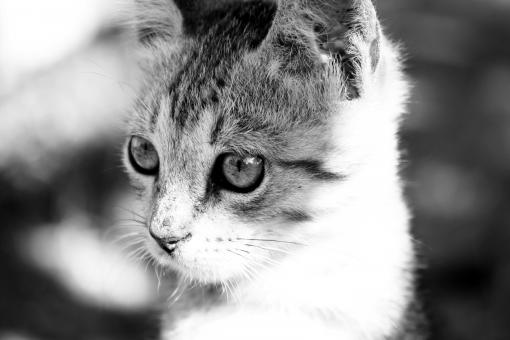 Cat closeup - Free Stock Photo
