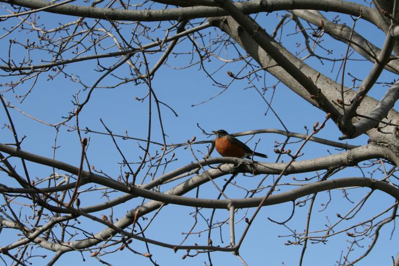 Free stock image of Bird in a tree created by trevor henry