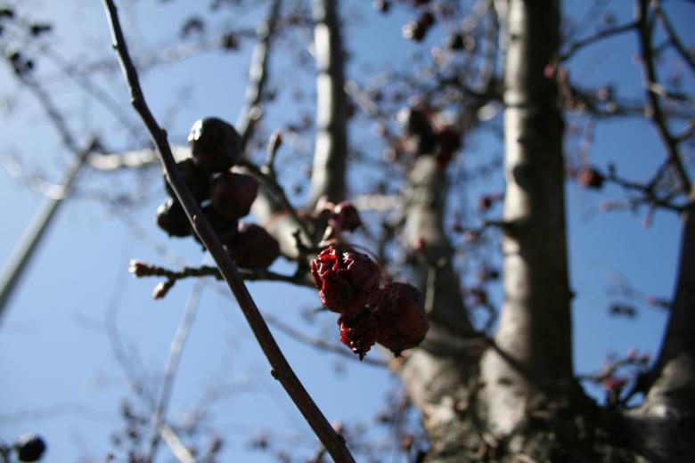 Free stock image of Tree branches and berries created by trevor henry