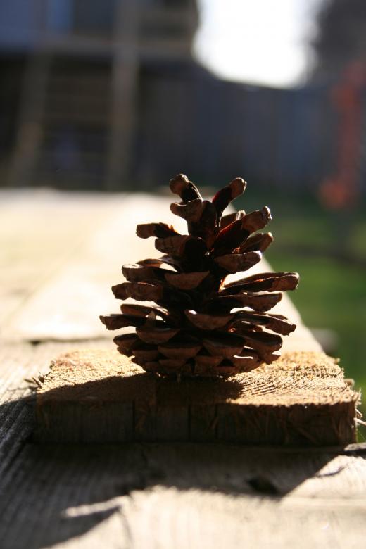 Free stock image of Pine Cone created by trevor henry