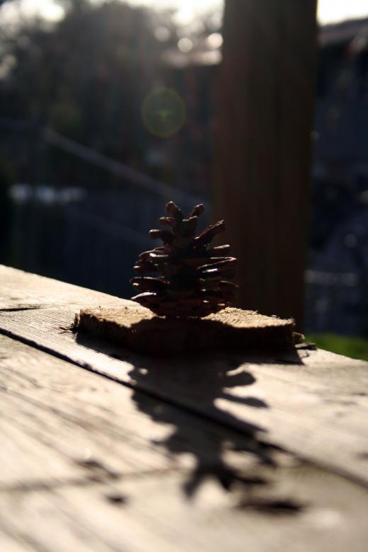 Free stock image of Pine cone silhuette created by trevor henry