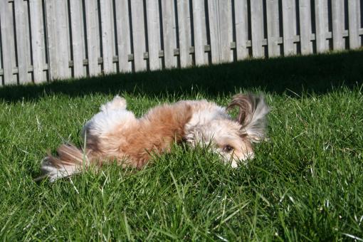Dog playing in grass - Free Stock Photo