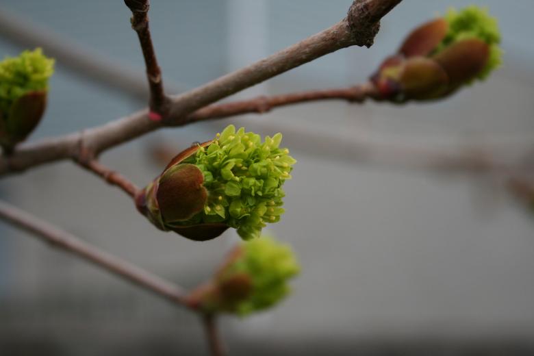 Free stock image of Green plant created by trevor henry
