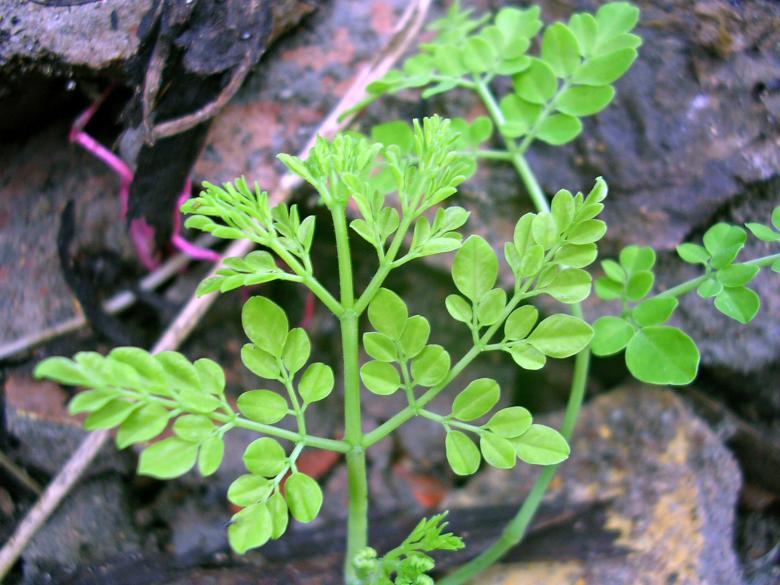 Free stock image of Green plant created by sougata das