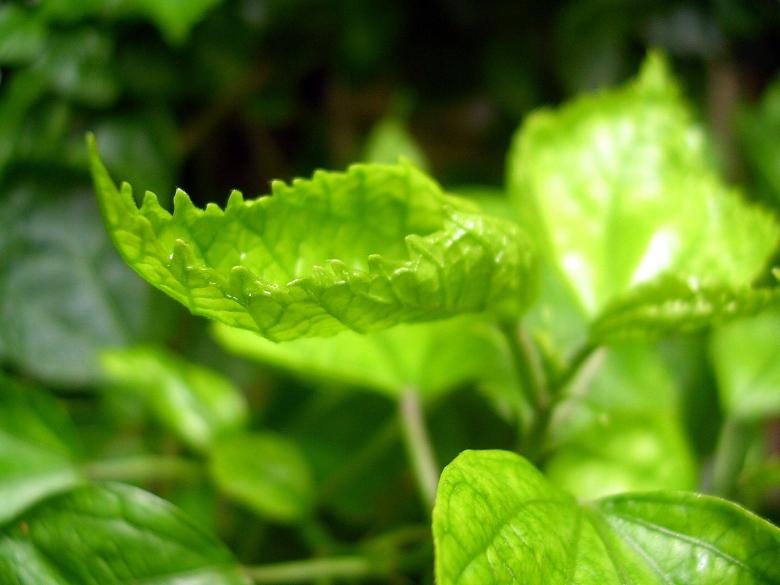 Free stock image of Green leafs created by sougata das