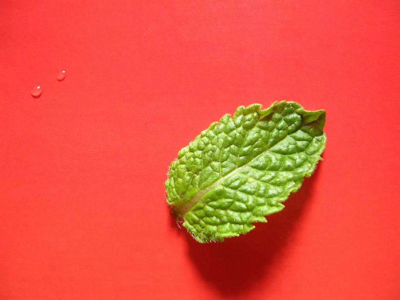 Free stock image of Green leaf on red background created by sougata das