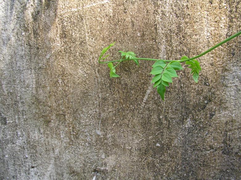 Free stock image of Plant against an dirty wall created by sougata das