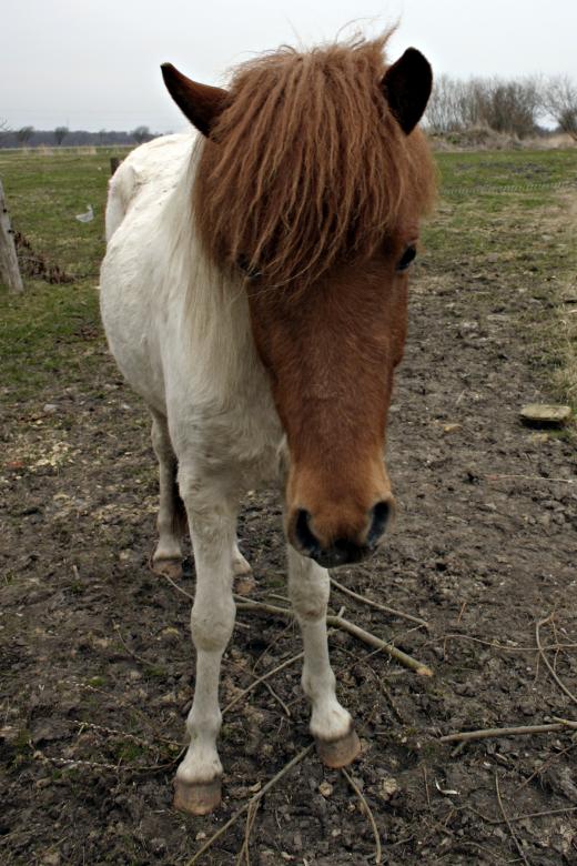Free stock image of Icelandic Horse created by Bjorgvin