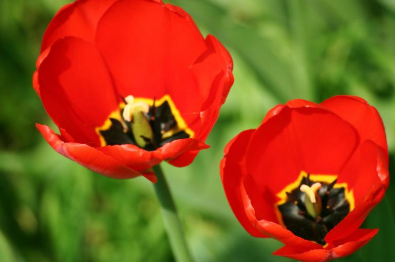 Free stock image of Red flowers created by AD