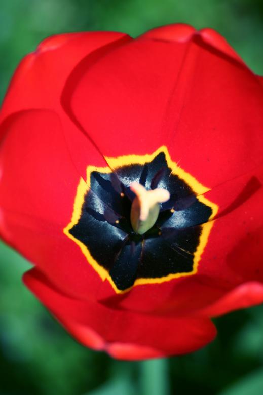 Free stock image of Red flower created by AD