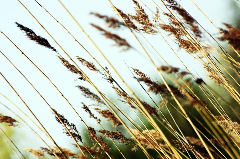 Free stock image of Straws in the wind created by AD