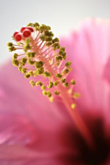 Free Stock Photo of Pink Flower Closeup