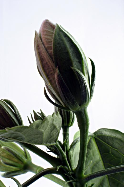 Free stock image of Green Flower created by Bjorgvin