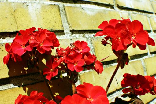 Free Stock Photo of Red flowers