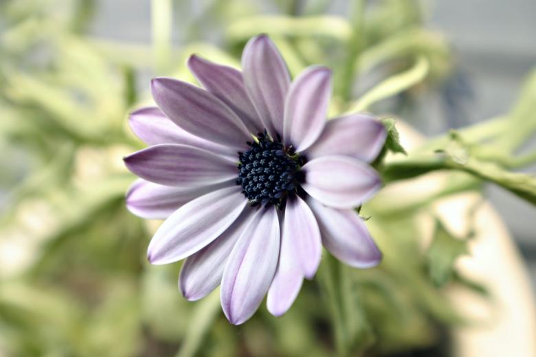 Free stock image of Purple flower created by Bjorgvin