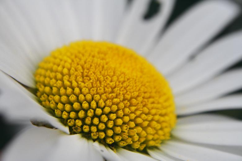 Free stock image of Flower closeup created by trevor henry
