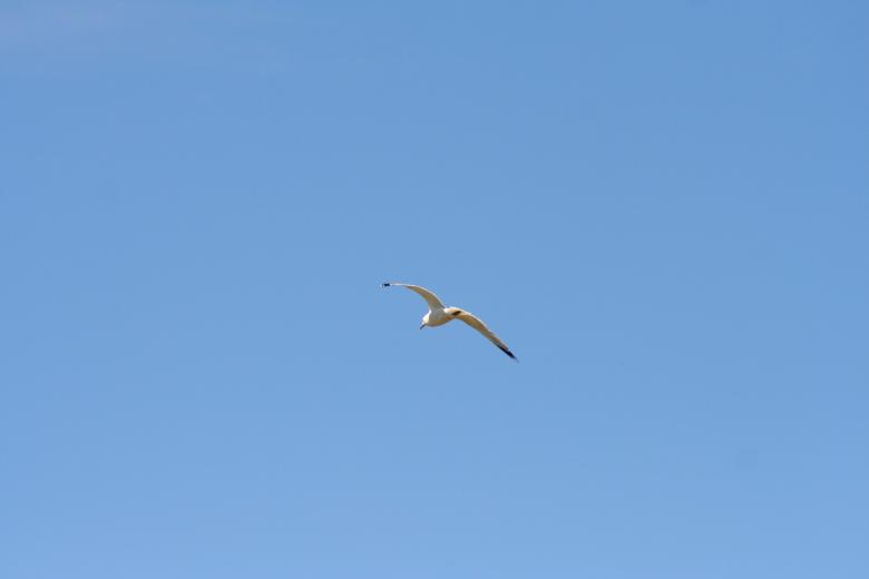 Free stock image of Flying bird created by trevor henry