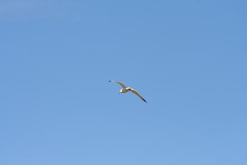 Flying bird - Free Stock Photo