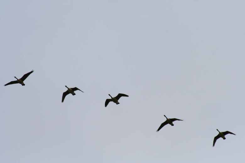 Free stock image of Five birds created by trevor henry