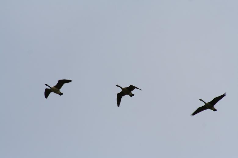 Free stock image of Three flying geese created by trevor henry