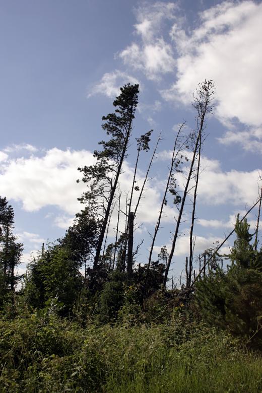 Free stock image of Broken Trees After the Storm created by Bjorgvin