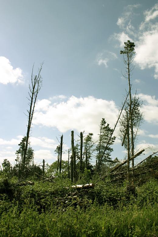 Free stock image of Cracked Trees - After the Storm created by Bjorgvin