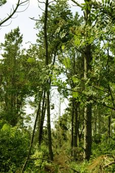 Free Stock Photo of Green woods