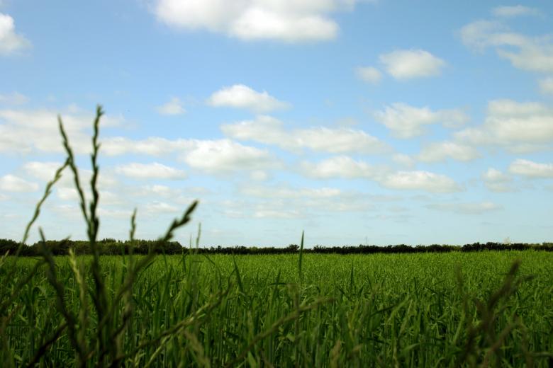 Free stock image of Green field created by Bjorgvin