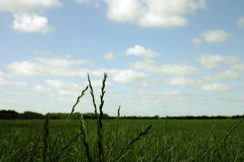 Free stock image of Green field focus created by Bjorgvin