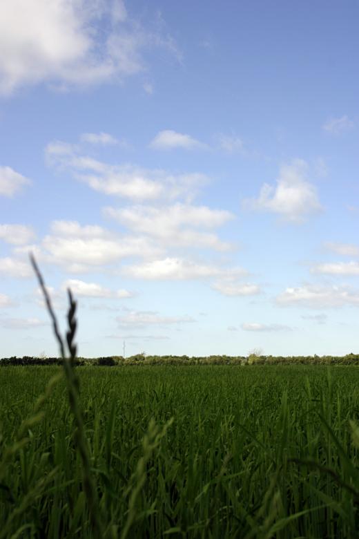 Free stock image of Green field created by Bjorgvin
