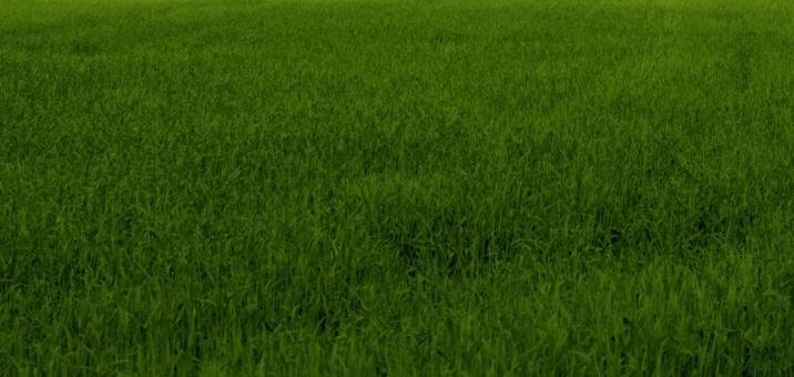Free Stock Photo of Green grass texture