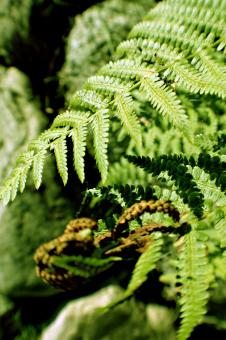 Free Stock Photo of Green plants and leaves