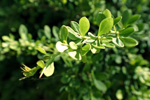 Free Stock Photo of Green plant