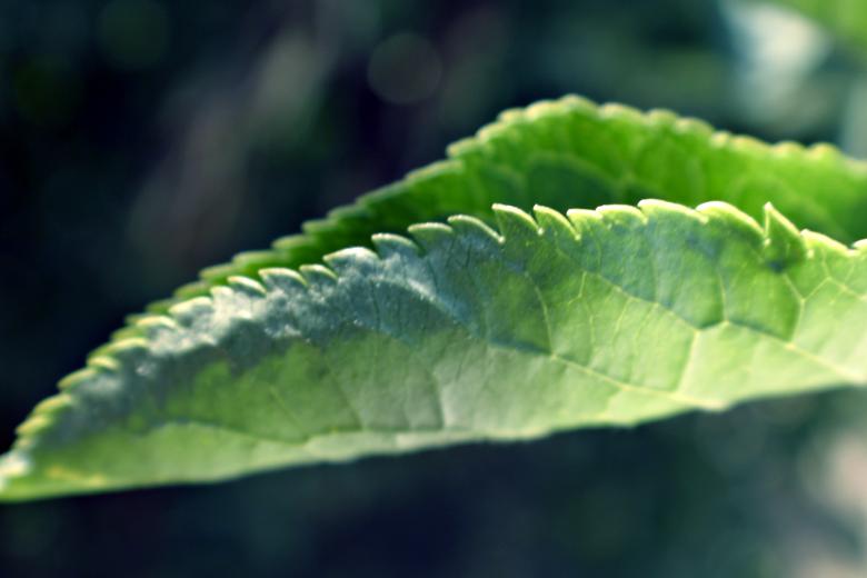 Free stock image of Green leaf created by Bjorgvin