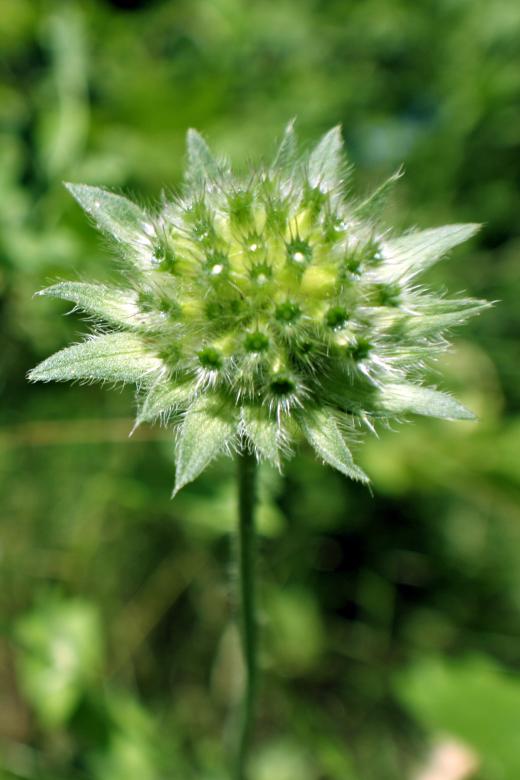 Free stock image of Green flower created by Bjorgvin