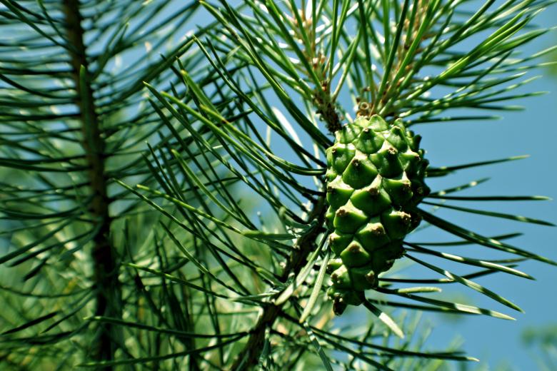 Free stock image of Green pine tree created by Bjorgvin