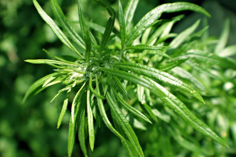 Free stock image of Abstract green plant created by Bjorgvin