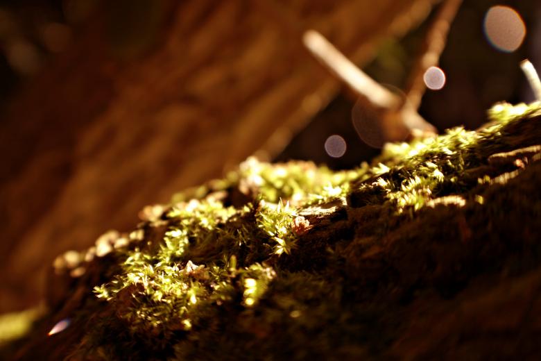 Free stock image of Moss close up created by Bjorgvin