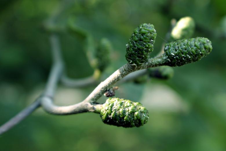Free stock image of Green plant closeup created by Bjorgvin